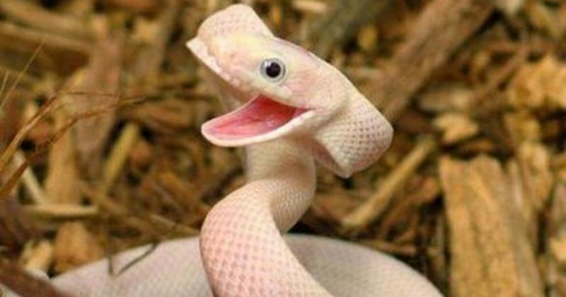 cute snakes